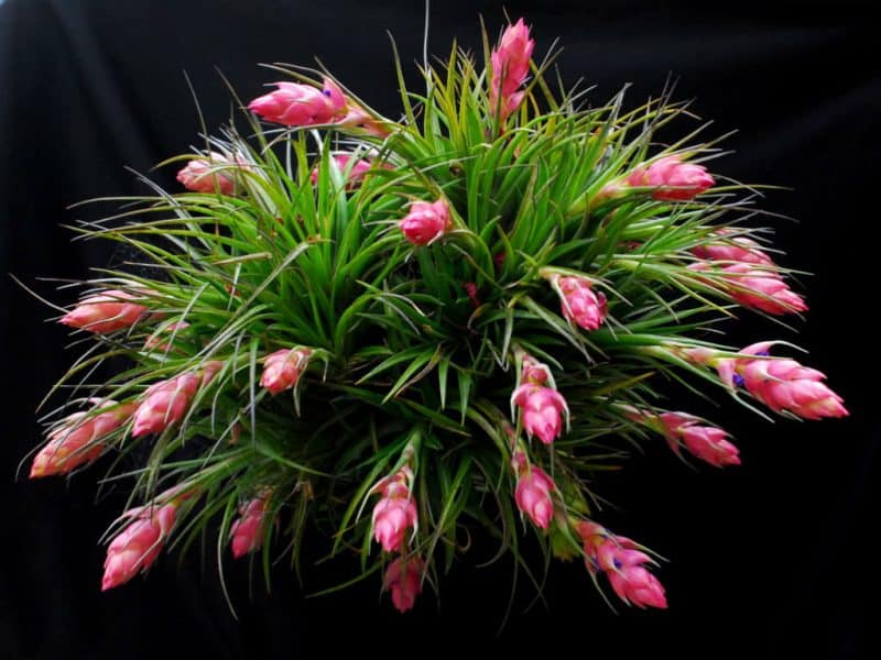 How To Care For Air Plants Indoors