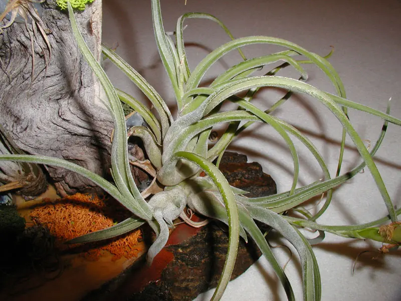 Tillandsia Caput Medusae Care: A Comprehensive Guide to a Stunning Air Plant