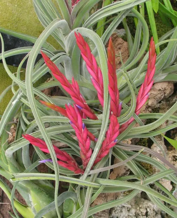 Tillandsia Caput Medusae flower spikes