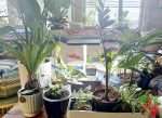 Using Self-Watering Planters for Indoor Plants
