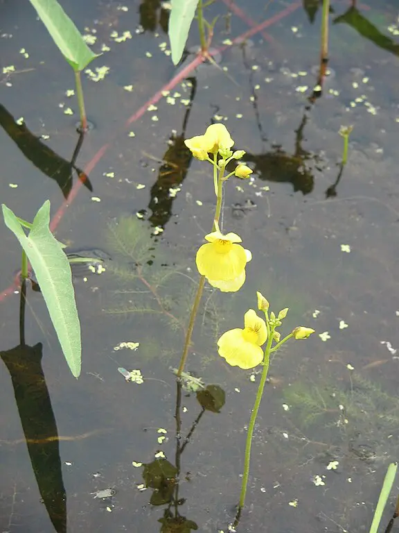 Bladderworts Utricularia aurea