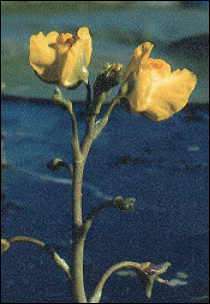 Utricularia macrorhiza