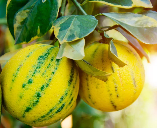 How To Grow Dwarf Eureka Lemon Tree