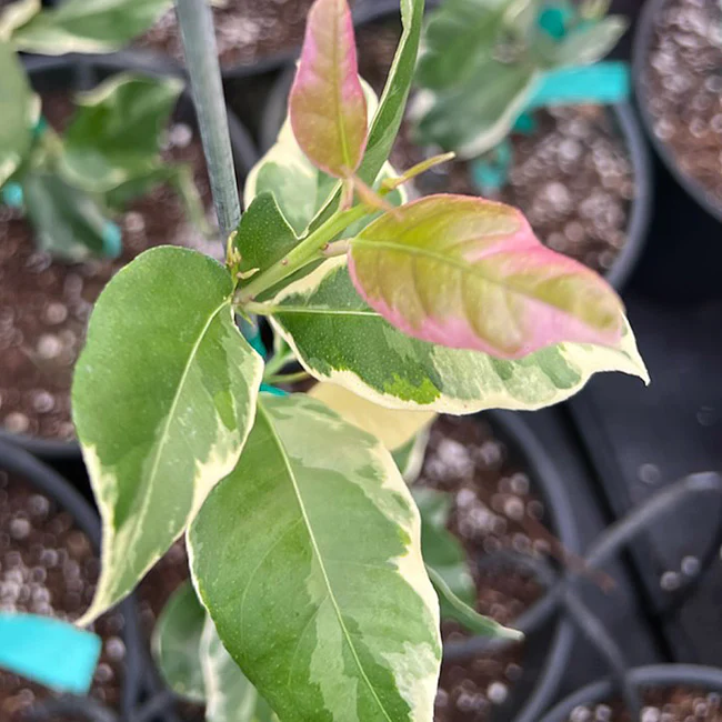 Pink Variegated Eureka Lemon Tree leaves