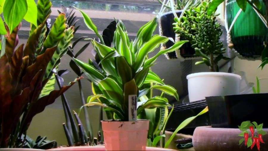 Warnecki White Jewel Growing Guide