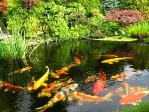 Water Gardens and Backyard Ponds