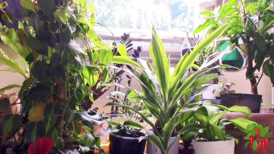 What Does Lemon Lime Dracaena Look Like