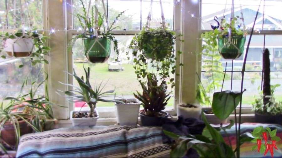 What If You Don't Use Grow Lights