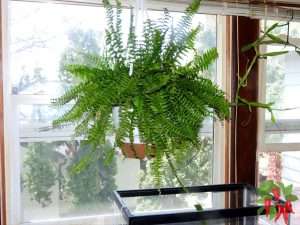 Indoor Plants Beginners Should Avoid Starting With