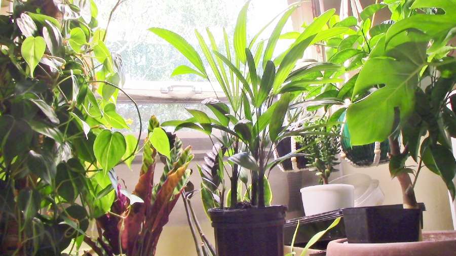 What Is a Lady Palm?