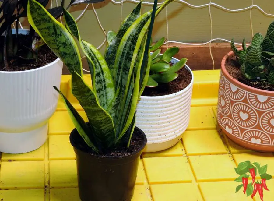 WhatI s the Easiest Plant to Keep Alive Indoors?