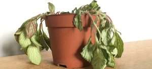 When a Beginner Plant Looks Like It’s Dying