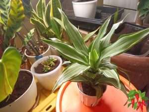 Warneckii Dracaena Care Indoors