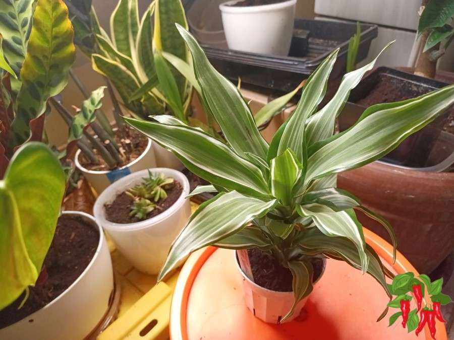 Warneckii Dracaena Care Indoors