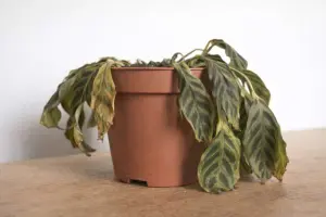 Why Do Most Beginners Lose Their First Houseplant? Wilted Calathea in terracotta pot