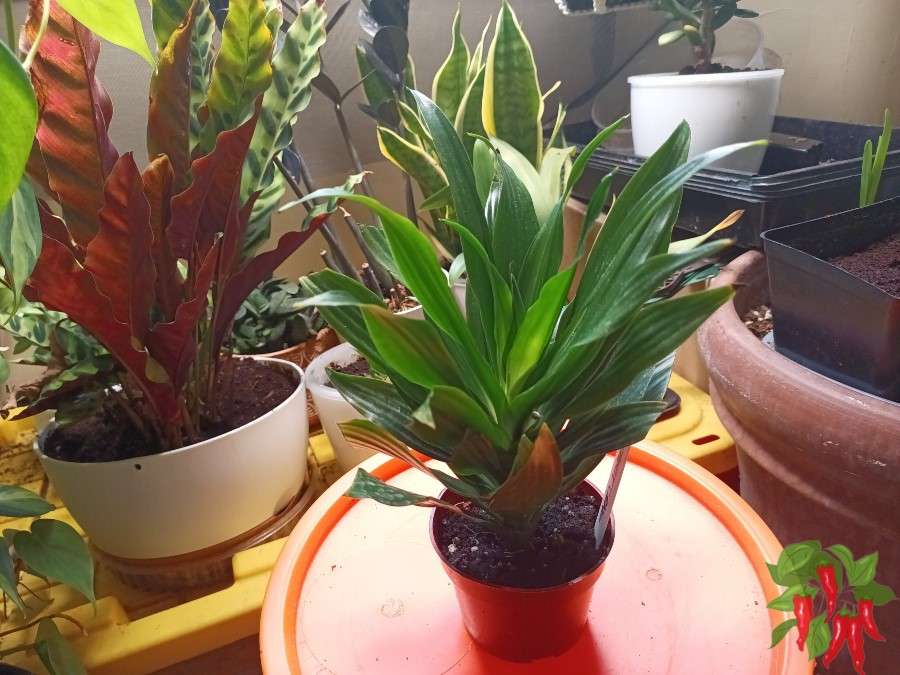 Why Grow Janet Craig Indoors