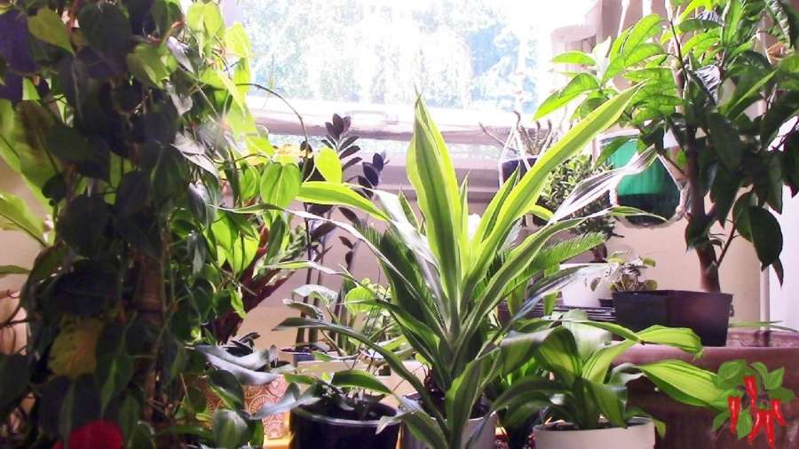 Why Grow Lemon Lime Dracaena Indoors