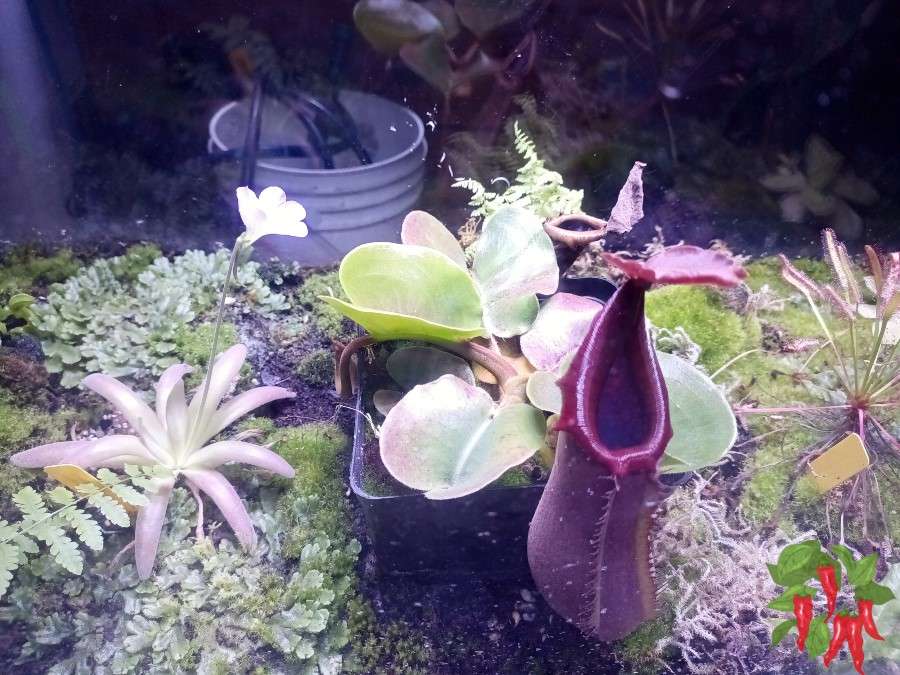 Why Tropical Houseplants Are Different