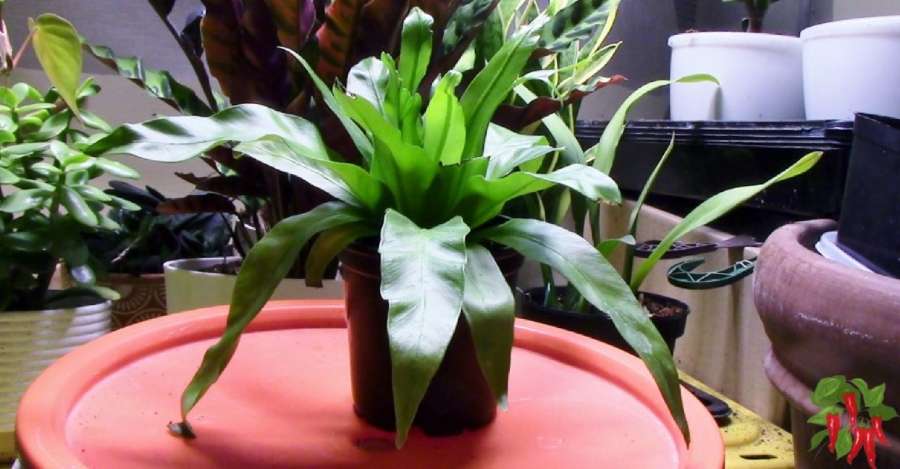 Why You'll Love Crispy Wave Bird's Nest Fern