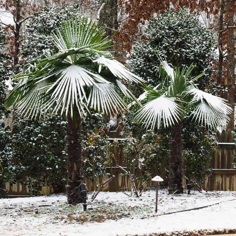 Windmill Palm Care Indoors And Outdoors