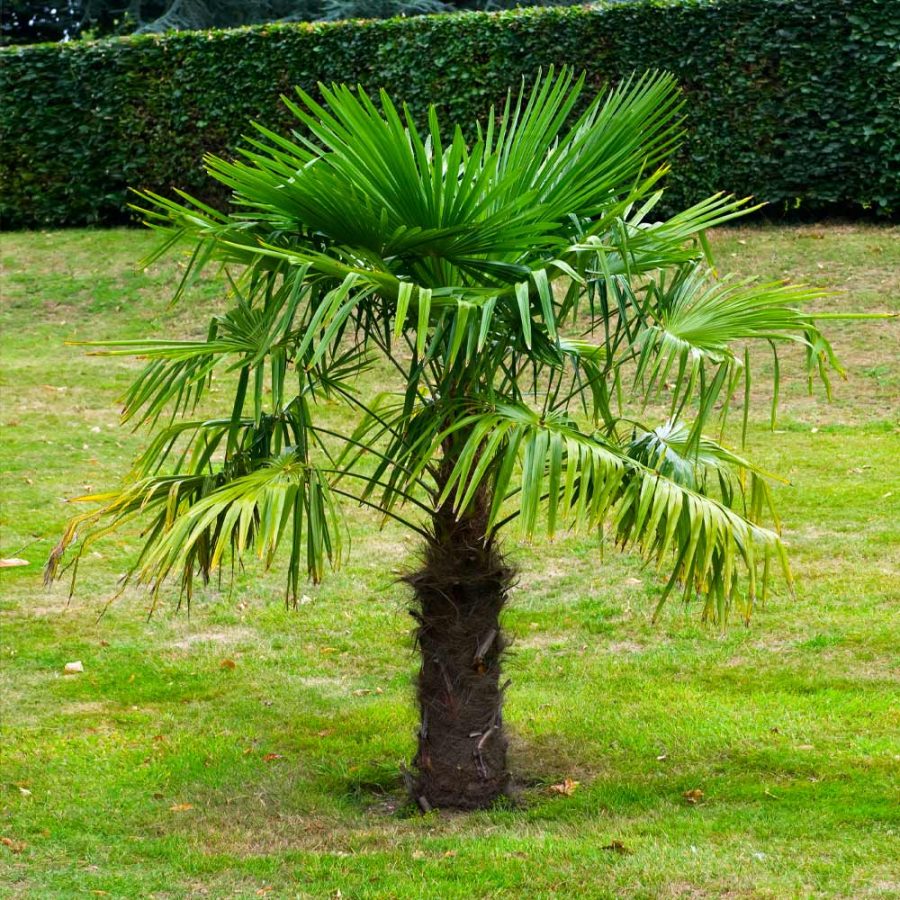 Young Windmill Palm 