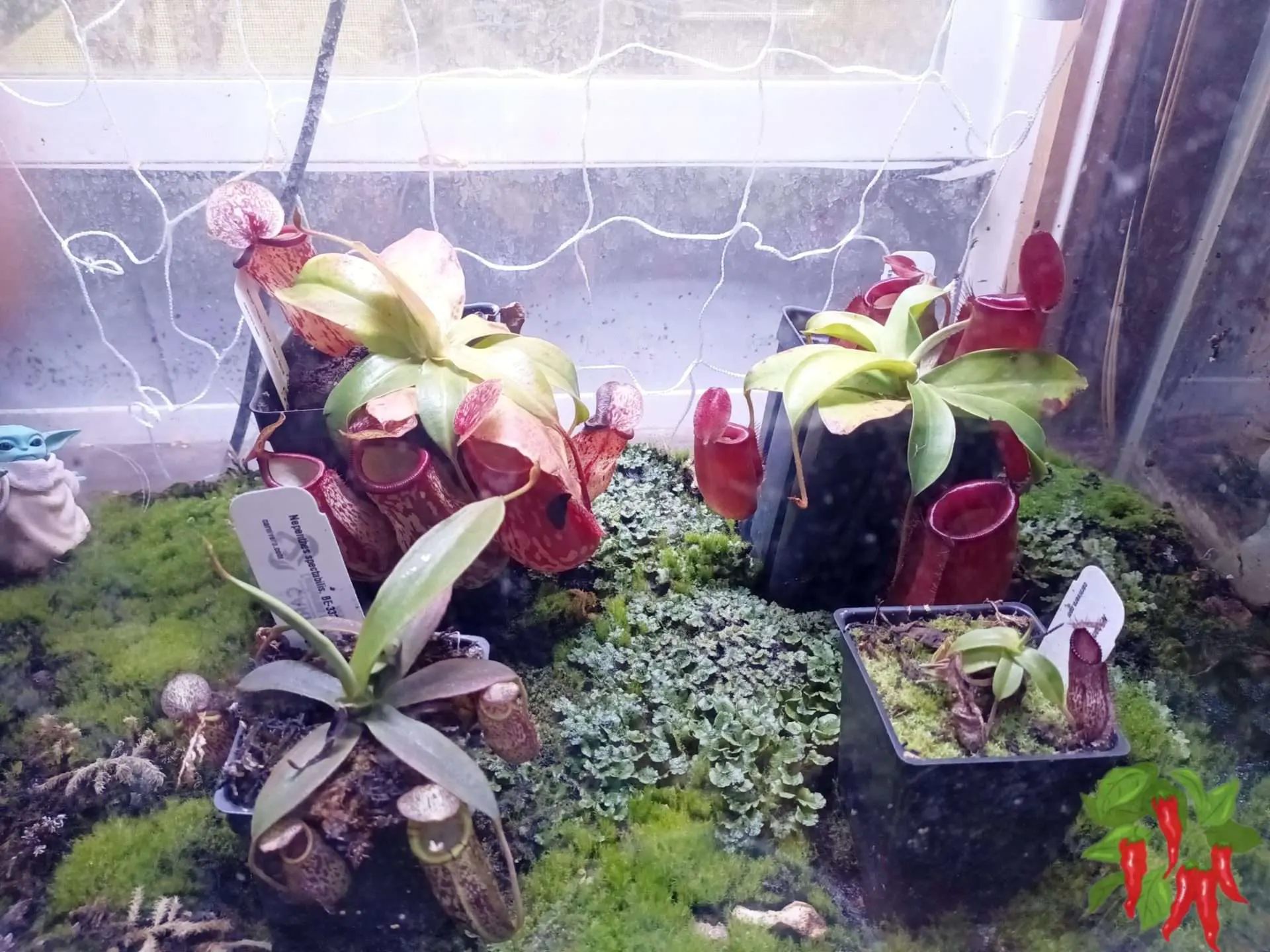Why I Like Growing Nepenthes in Terrariums