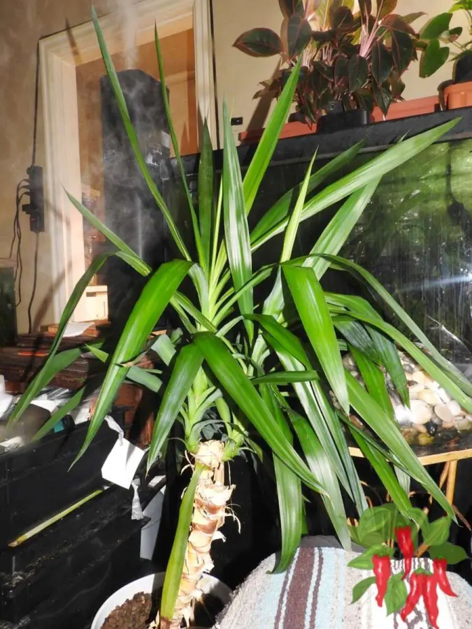 Yucca Elephantipes Indoor Care
