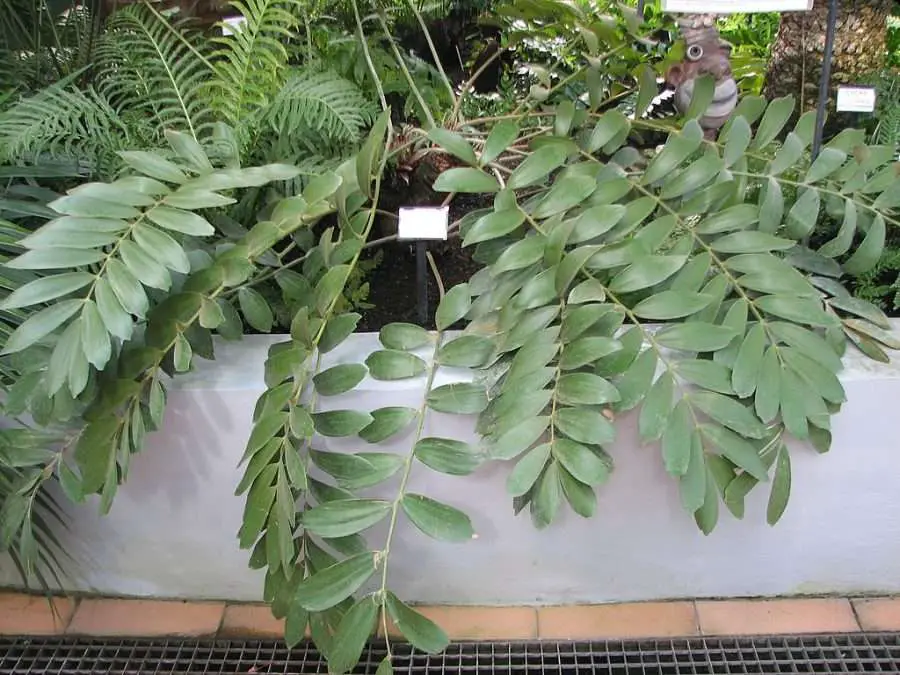 Cardboard Palm aka Zamia furfuracea