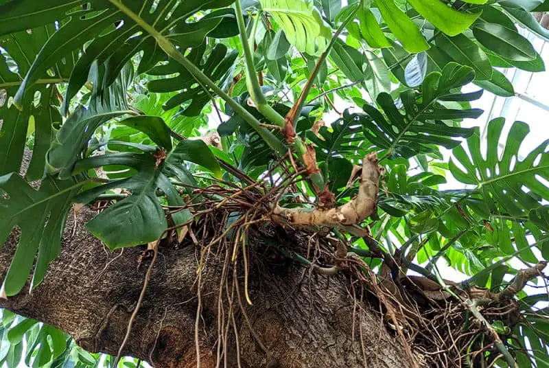 Monstera aerial roots