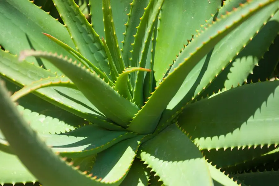 How To Care For Aloe Plants Indoors
