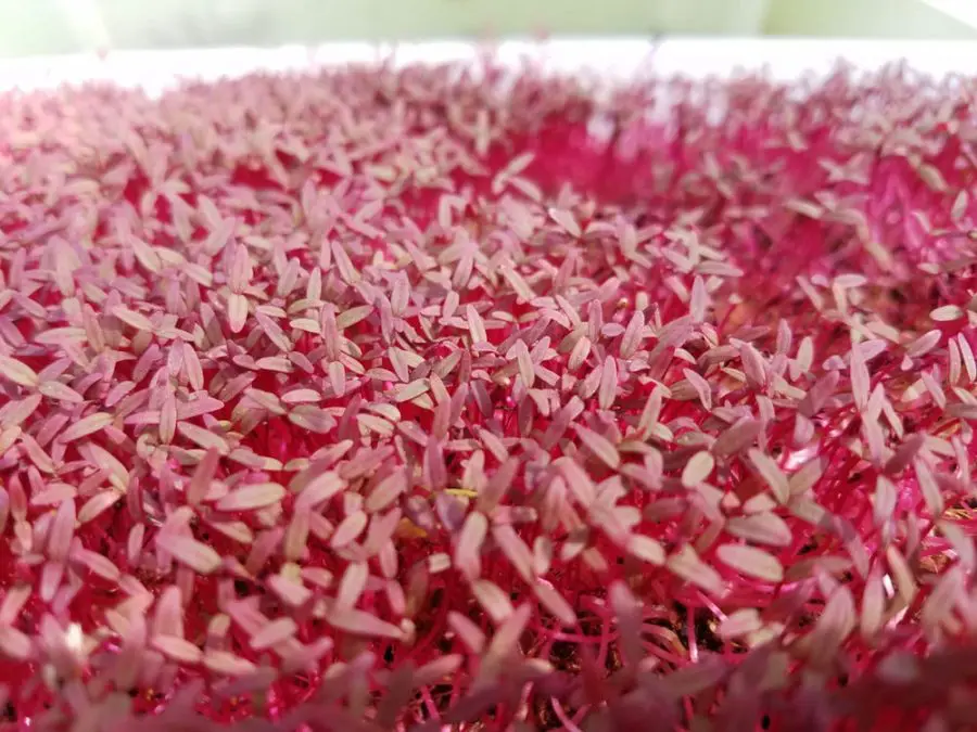 How To Grow Red Amaranth Microgreens