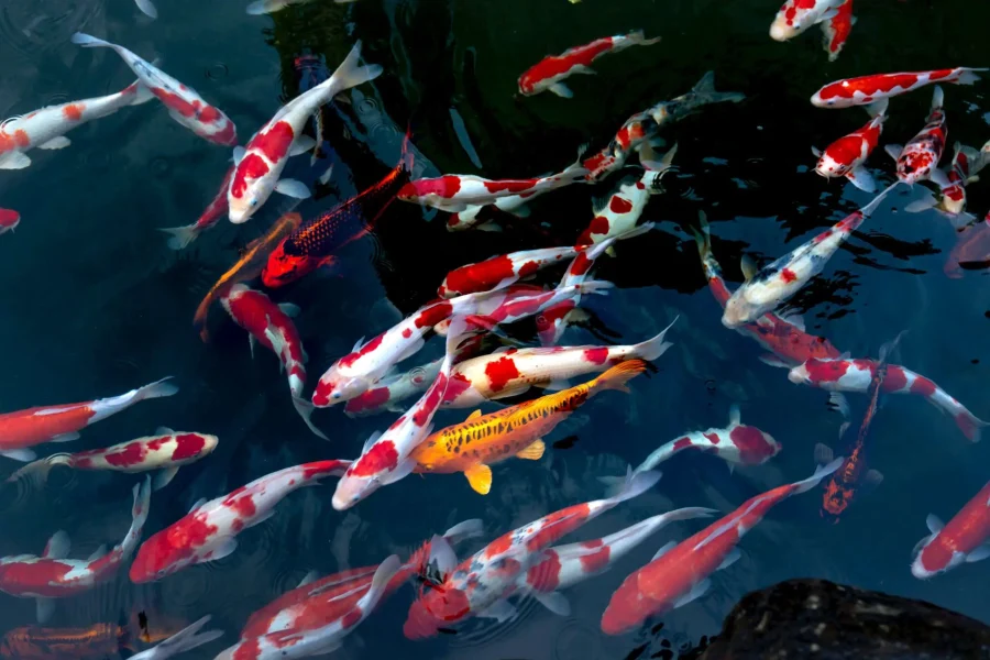 What Are Koi Fish?