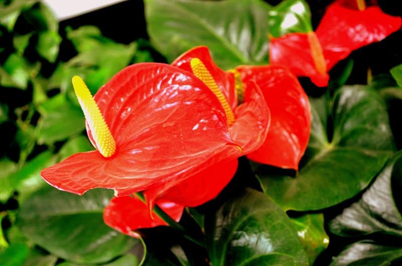 Anthurium Care Indoors