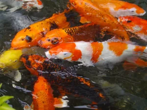 Can Koi Fish Live With Goldfish?
