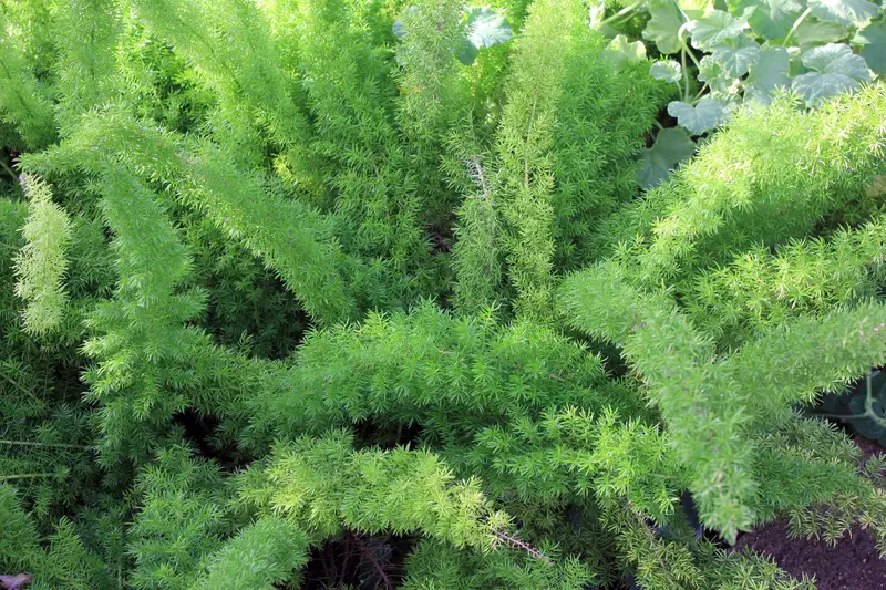 Asparagus Fern Indoor Care-Asparagus setaceus