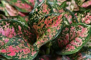 Indoor Houseplants Aglaonema Care Indoors - How To Grow Chinese Evergreen