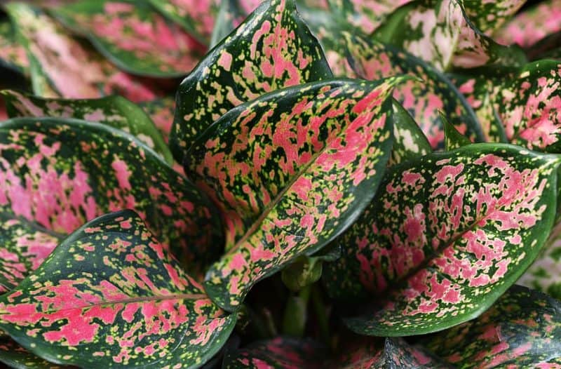 Aglaonema Care Indoors - How To Grow Chinese Evergreen