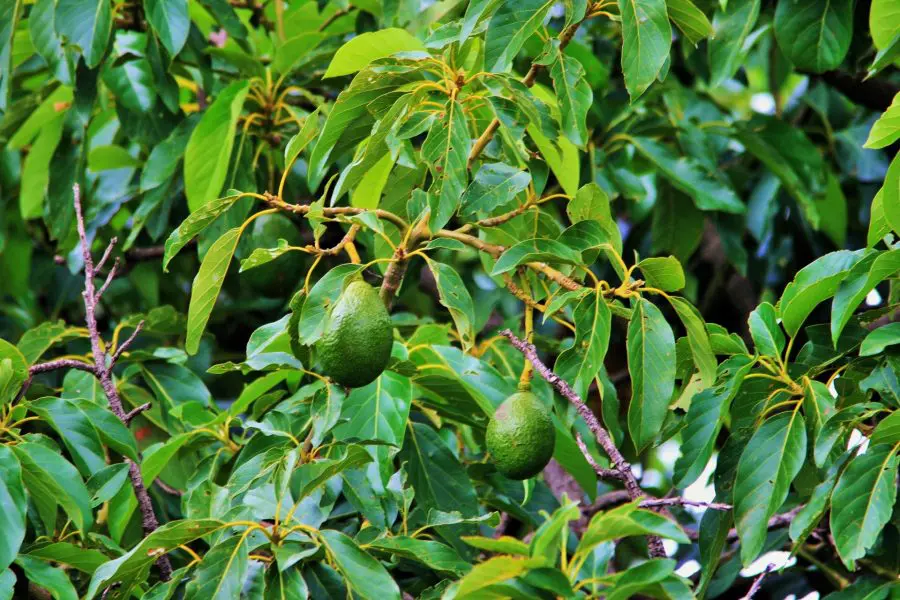 Indoor Avocado Tree Care - Avocado Plant Indoor Care 