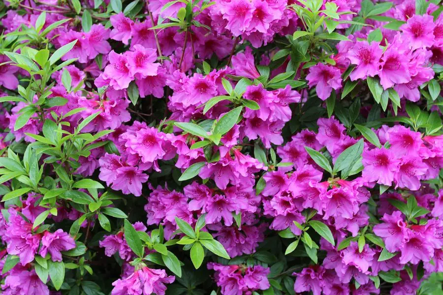 Indoor Azaleas Cheat Sheet