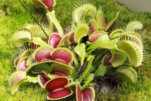 How to Grow Venus Fly Trap - Dionaea muscipula