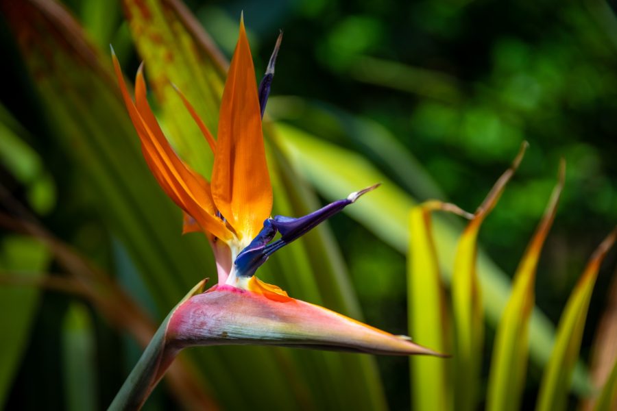 Bird Of Paradise Plant Care Indoors