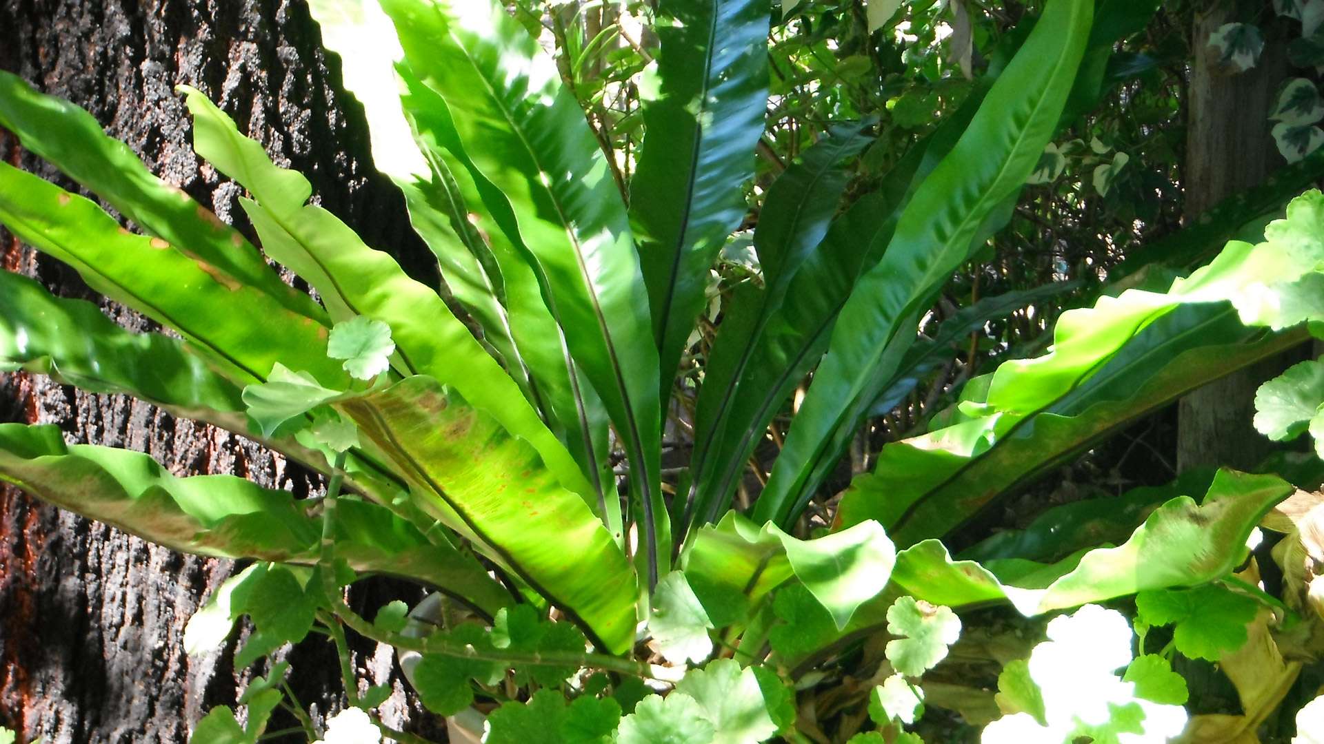 Caring For Bird's Nest Fern Indoors 9 Easy Growth Tips