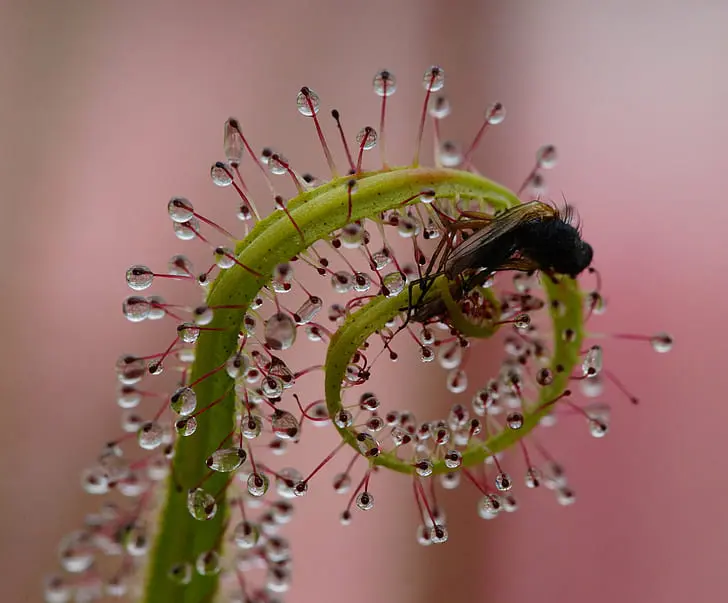 Sundew with trapped insect
