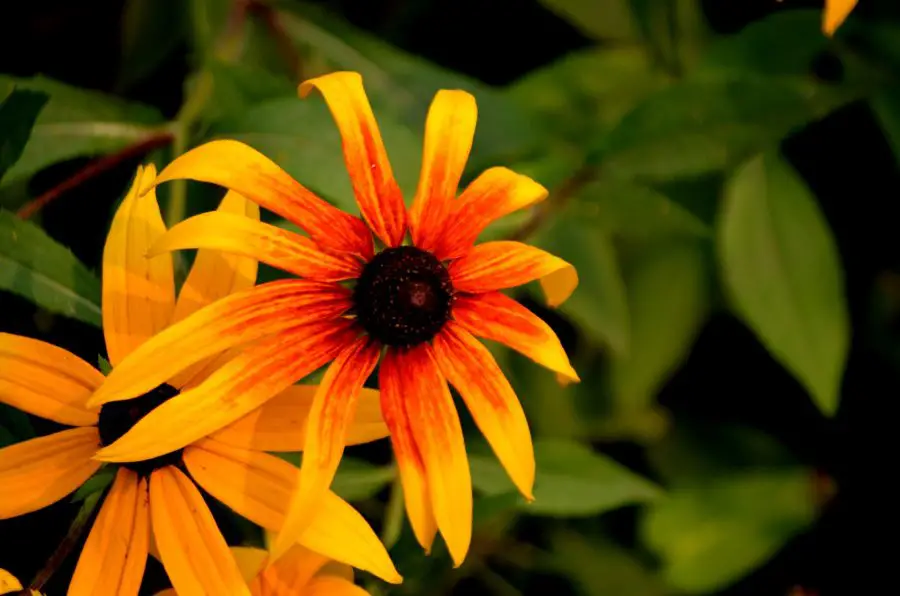 Black-Eyed Susan Colors