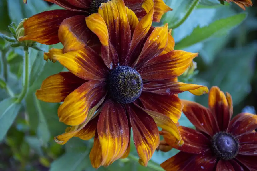 Black-Eyed Susan bi-color blooms