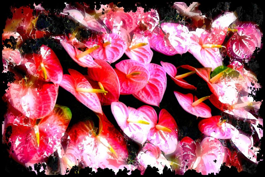Laceleaf Plant Care - Flamingo Laceleaf,Violet Anthurium plants in bloom 