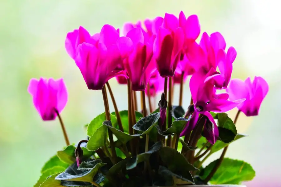 Cyclamen Indoor Care