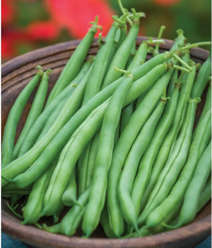 Growing Green Beans In Pots