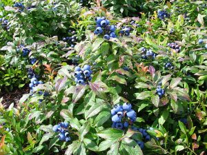 Growing Blueberries in Buckets
