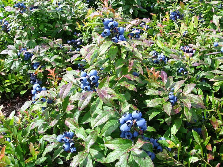 Growing Blueberries in Buckets
